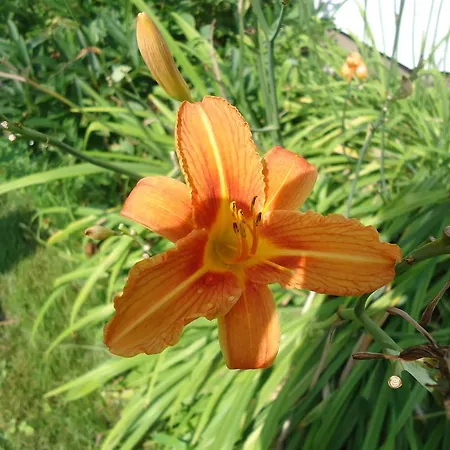 Fritz Schoene Lage Im Gruenen Mit Regionaler Kueche Kostenfreien Parkplaetzen Und E Ladestation ホテル